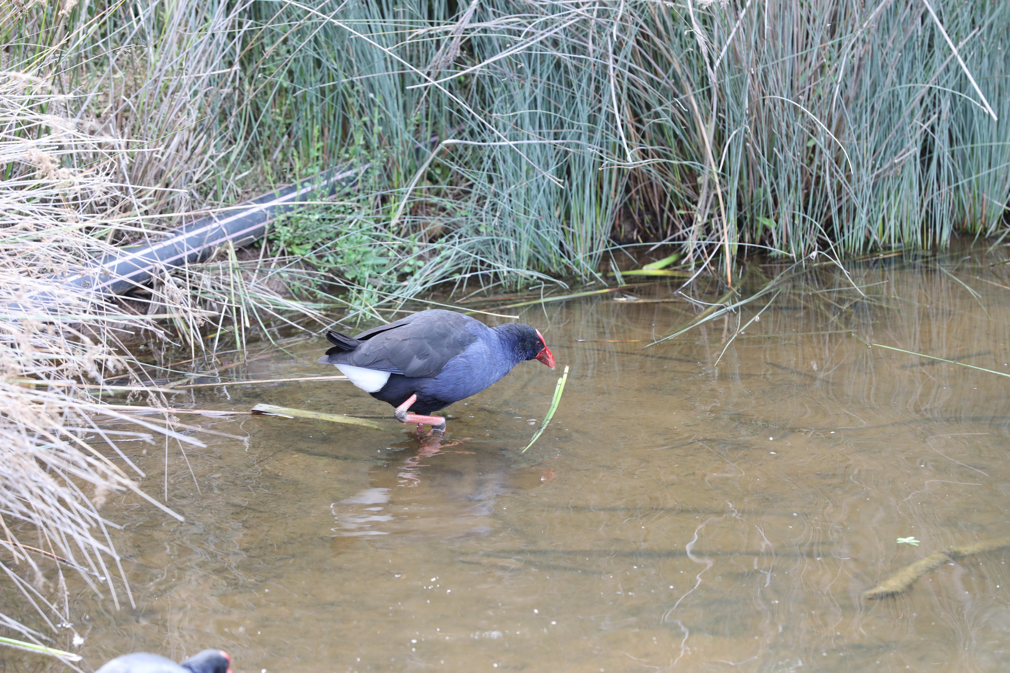 2019 08 25 14 57 07 Canon EOS 5D Mark IV 0004